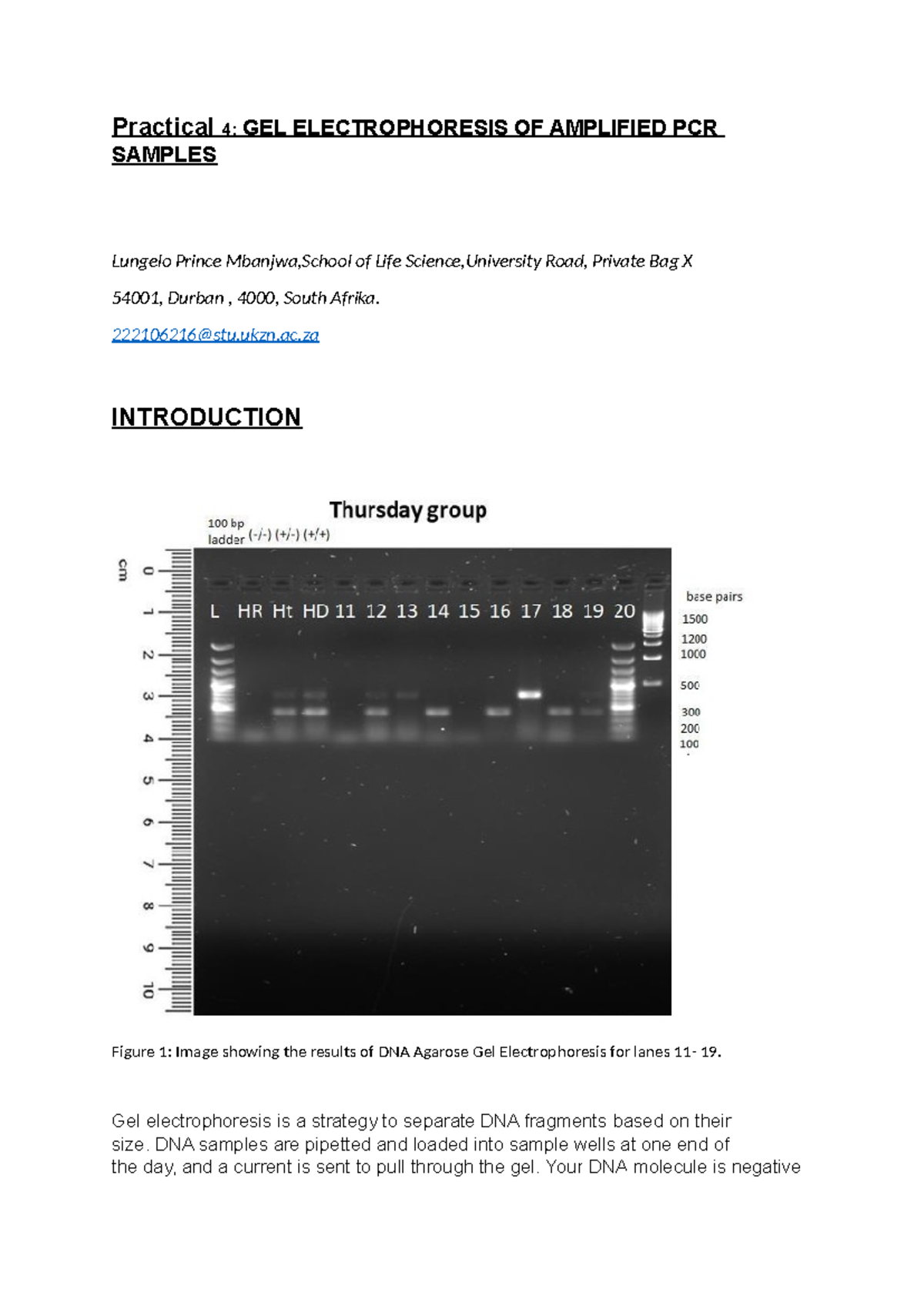 Practical 4 RDNA - Gel Electrophoresis Analysis and Genotyping Results ...