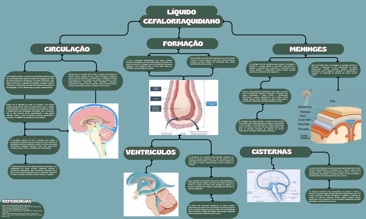 LCR: Circulação e Formação do Líquido Cefalorraquidiano - Studocu