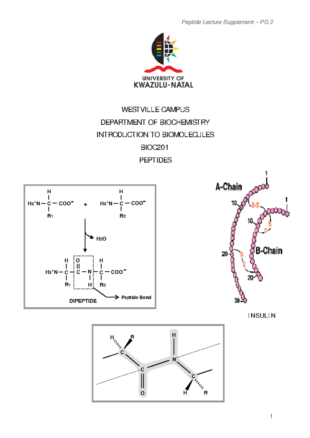 Peptide Lecture Notes: Understanding Peptide Bonds and Structures ...