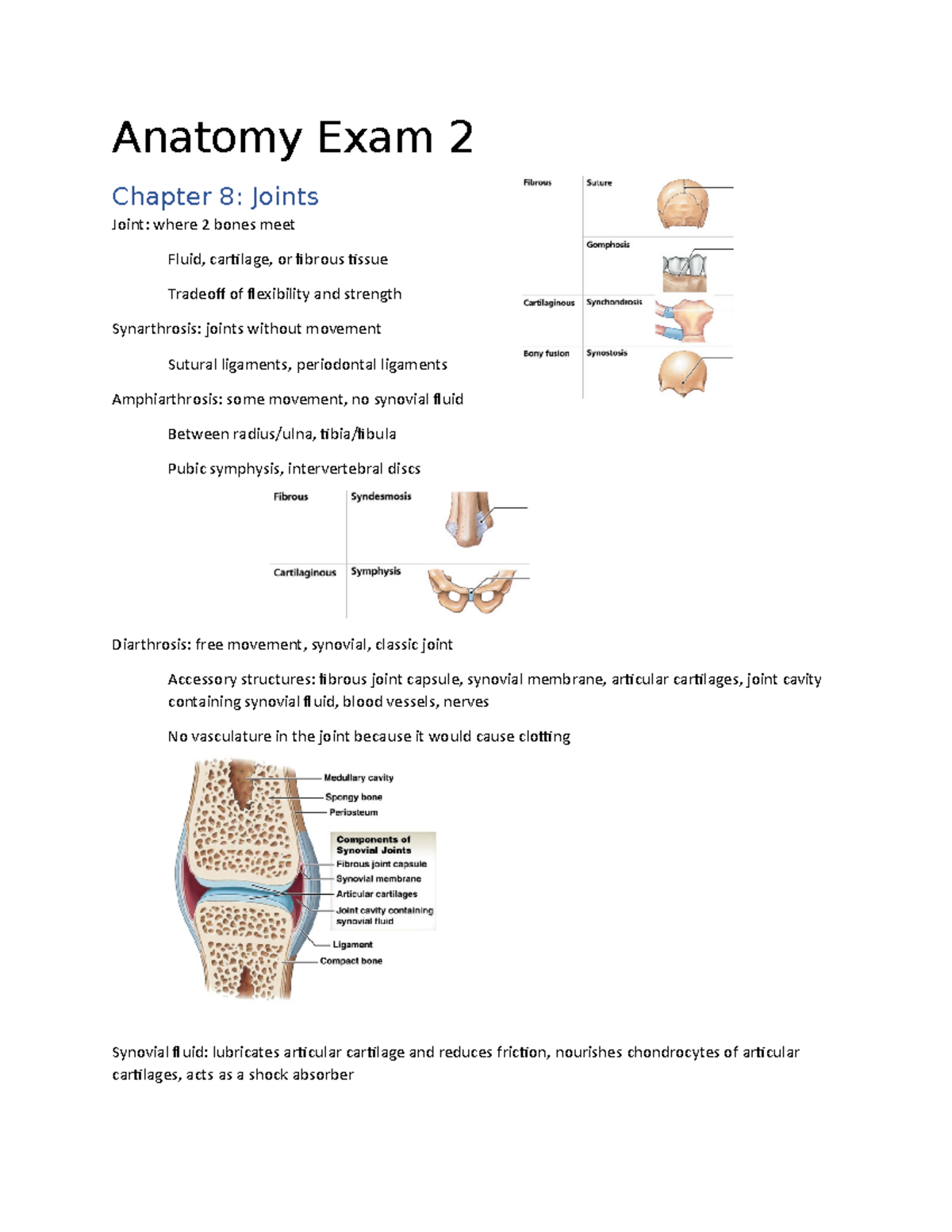 Anatomy Exam 2 Study Guide: Joints and Muscles Overview - Studocu