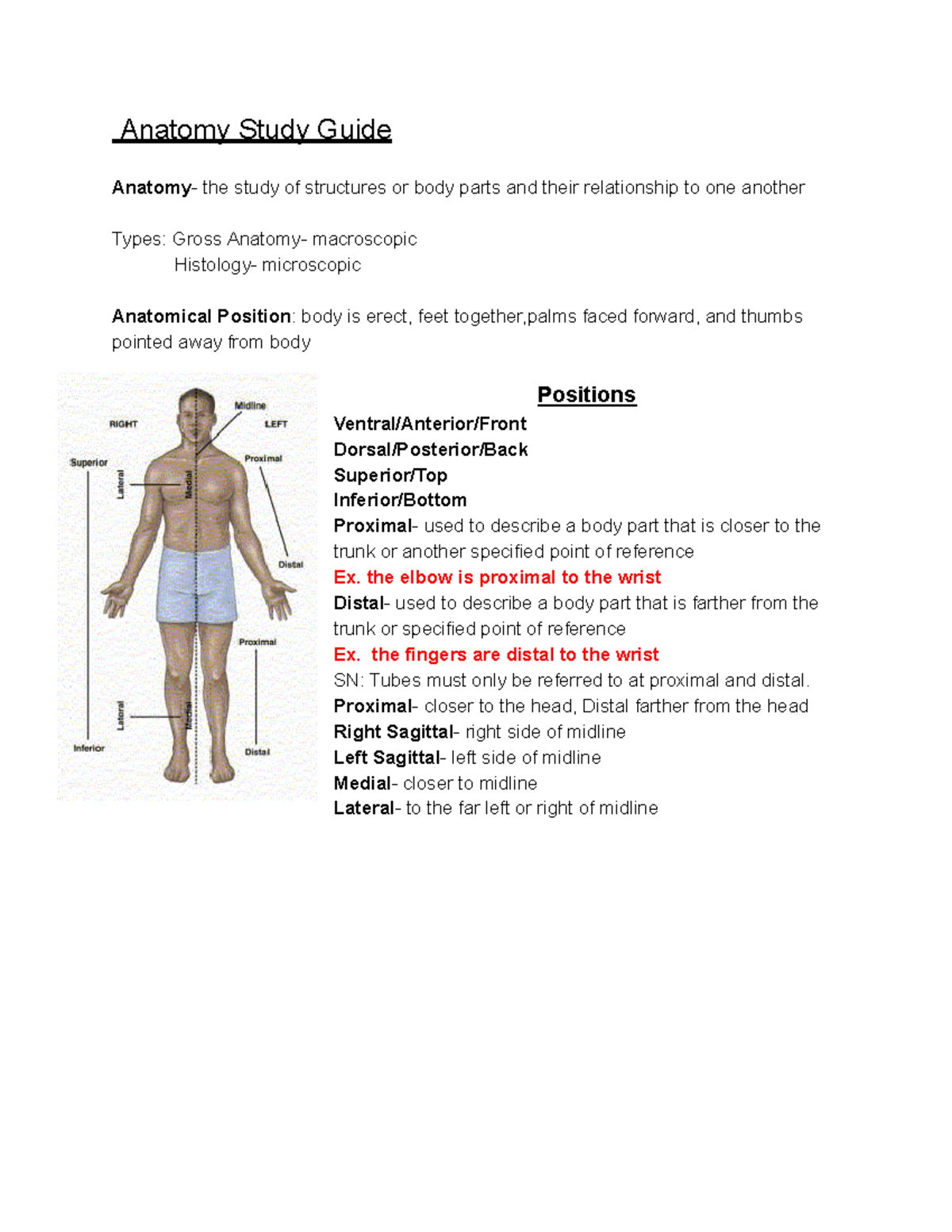 Anatomy 101: Comprehensive Study Guide and Key Concepts - Studocu