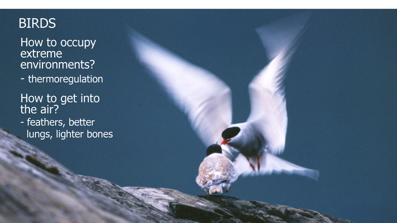 Birds (BIRDS) - Post-Lecture Slides on Thermoregulation and Adaptations ...
