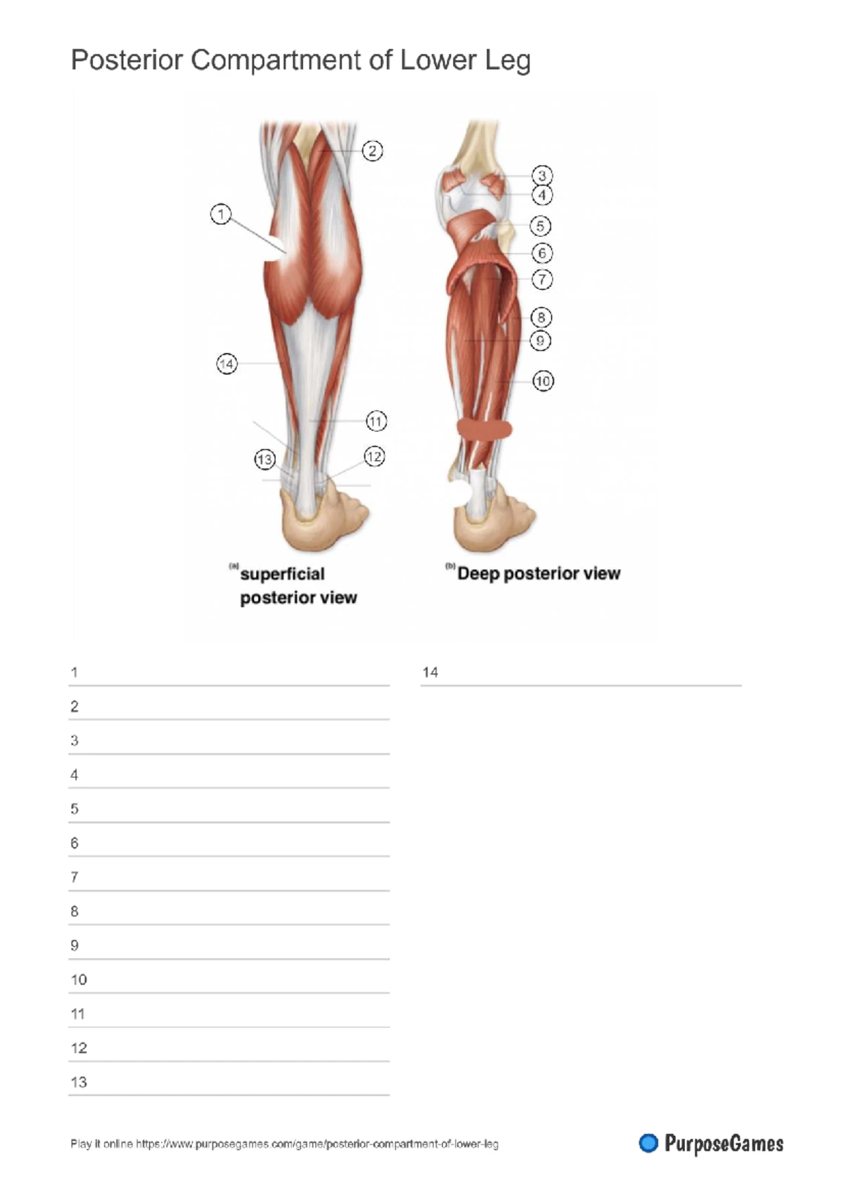 Lateral Compartment of Leg Muscles - Overview and Functions - Studocu