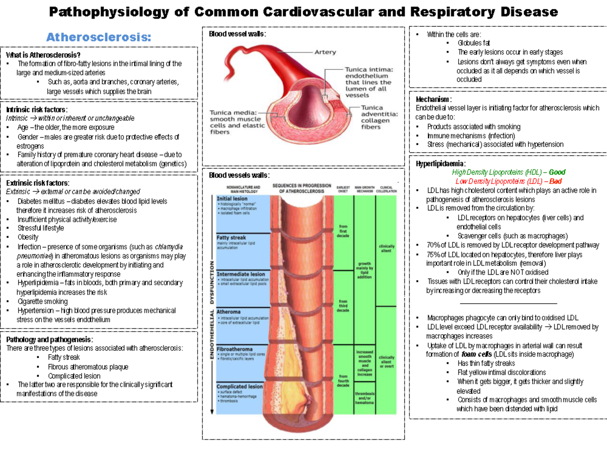Revision HCS232 - chris cox - Pathophysiology of Common Cardiovascular ...