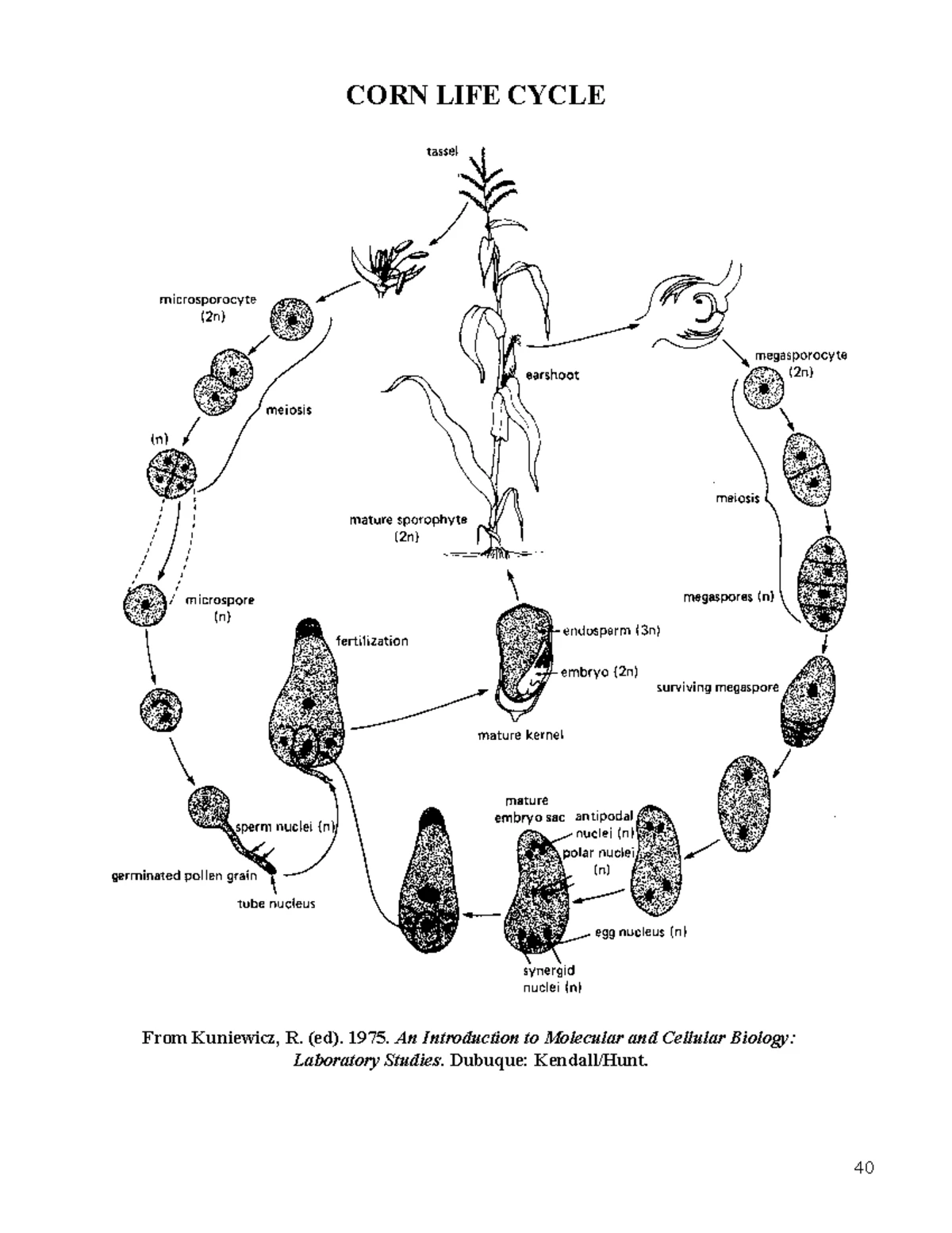 Corn CG 65 - Analysis of Corn Phenotypes and Epistasis in F2 Generation ...
