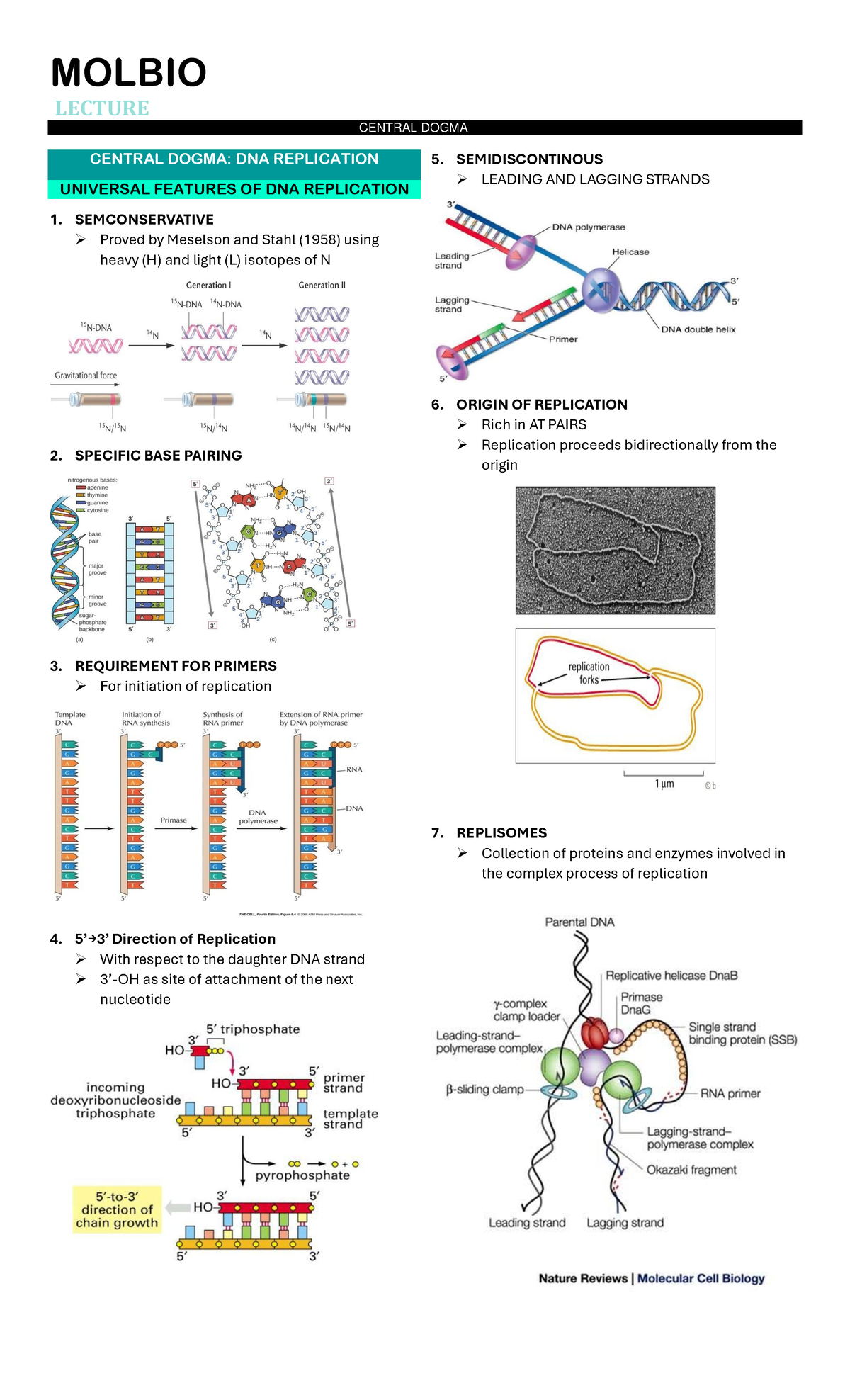 MOLBIO LECTURE: CENTRAL DOGMA & DNA REPLICATION PART 1 - Studocu