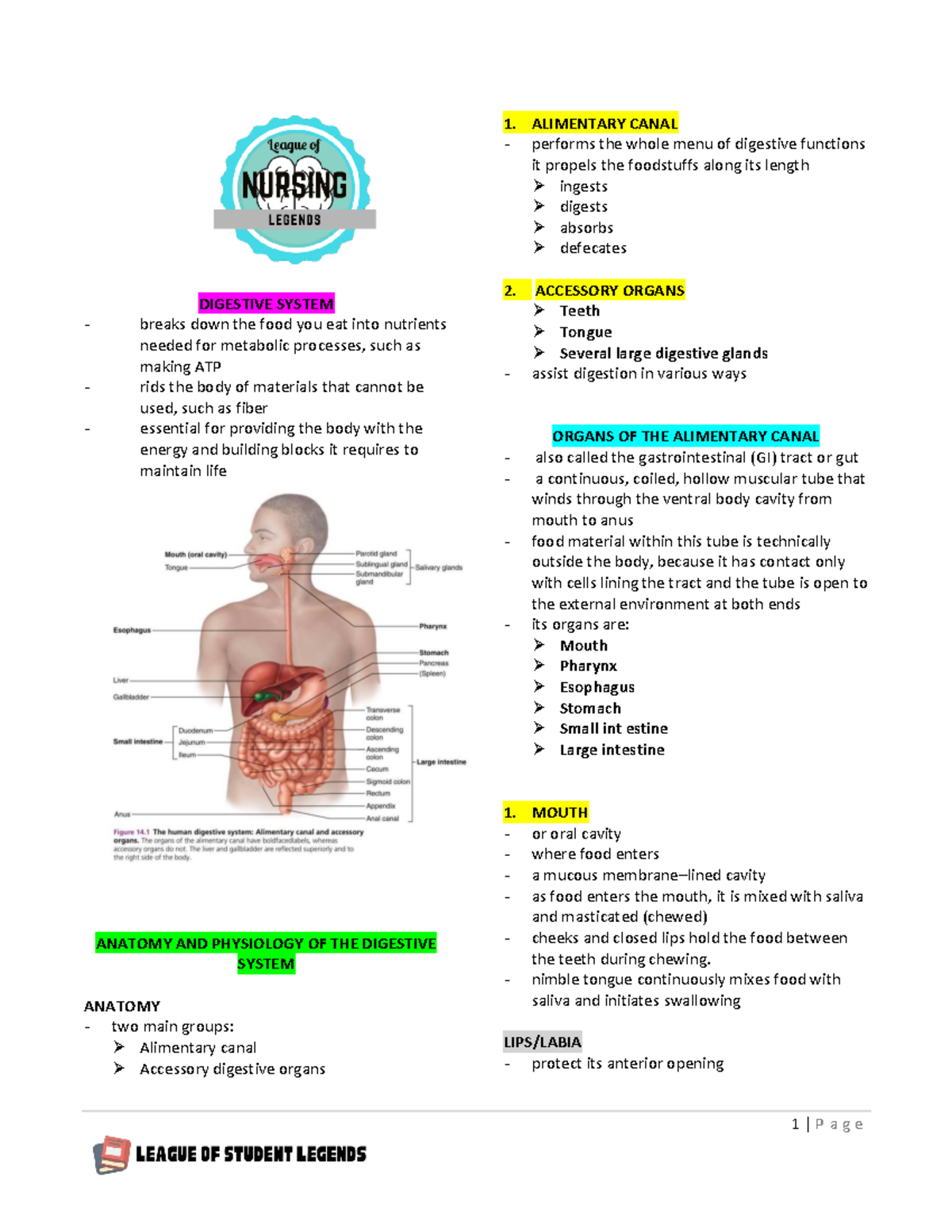 ANATOMY & PHYSIOLOGY OF THE DIGESTIVE SYSTEM (BIO 101) - Studocu