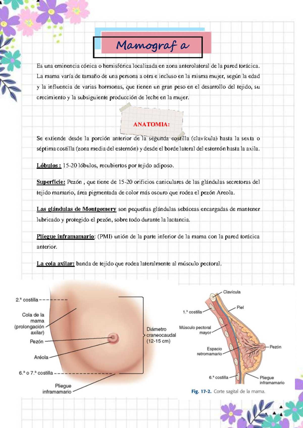 Mamografía RX: Técnicas y Anatomía de la Mama en Radiología - Studocu