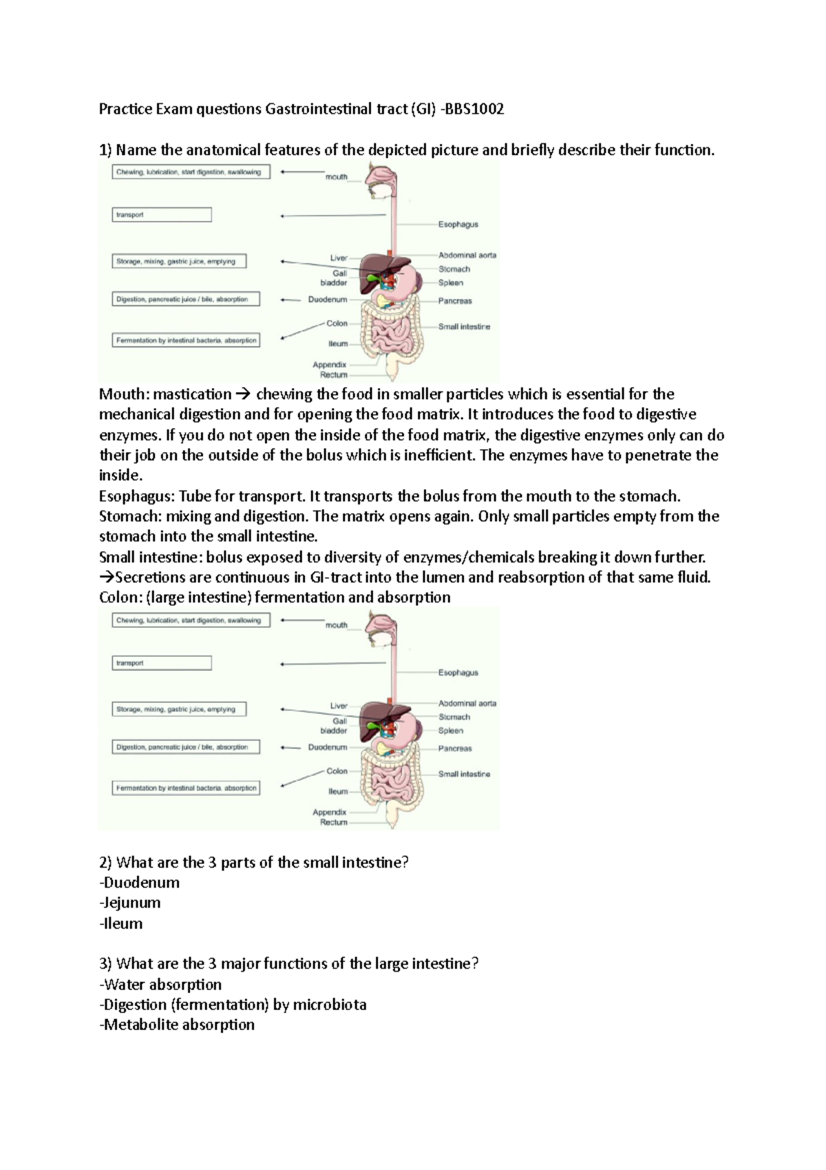 Gastrointestinal Tract Practice Exam Questions - BBS1002 - Studeersnel