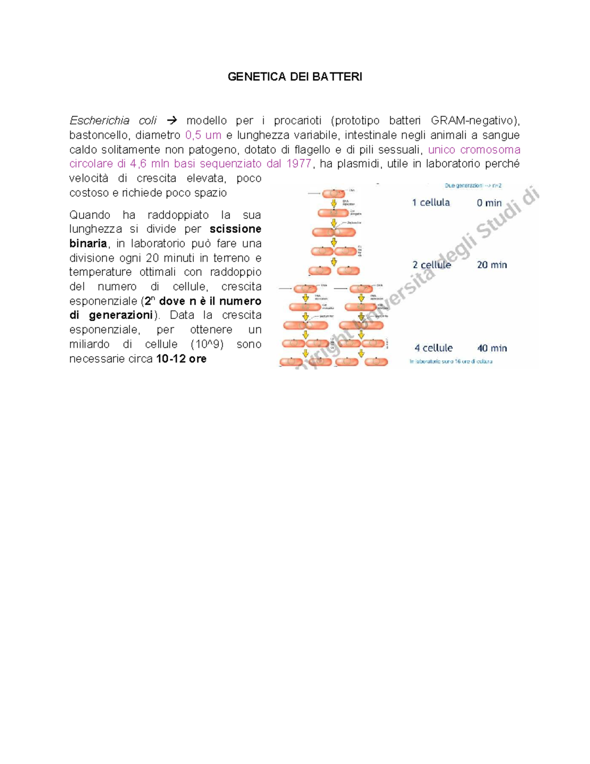 Genetica dei Batteri: Escherichia coli e Trasferimento Genico - Studocu