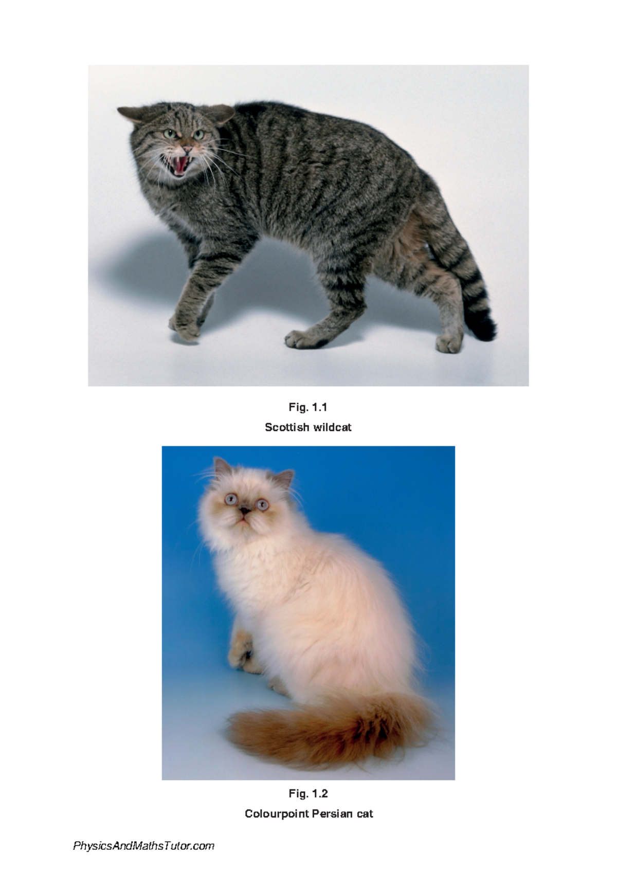 Patterns of Inheritance 2 Final Exam QP on Cat Genetics and Behaviour ...