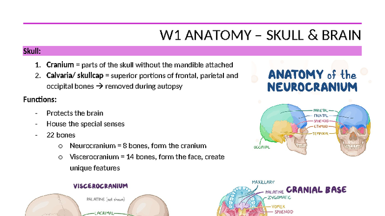 W1 Anatomy - Skull & Brain: Comprehensive Study Notes - Studocu