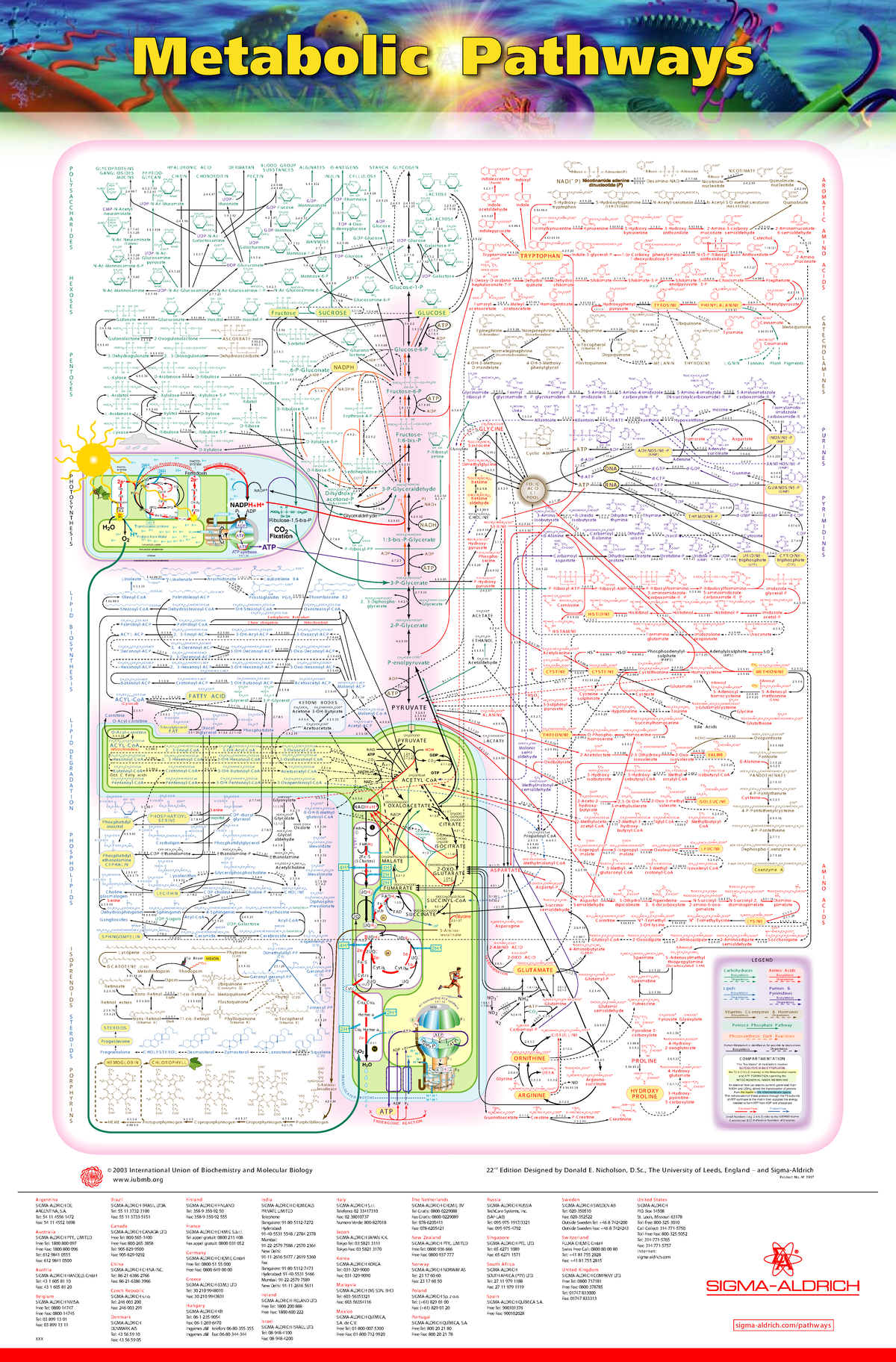 Metabolic Pathways Overview - Course Code: 6.17.04 - Studocu