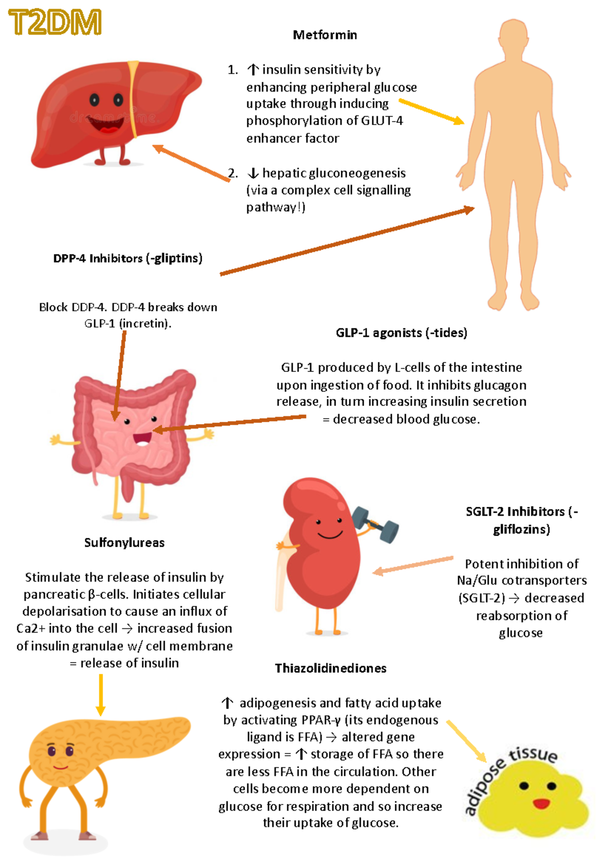 Diabetes - Principles of treatment - Metformin 1. ↑ insulin sensitivity ...