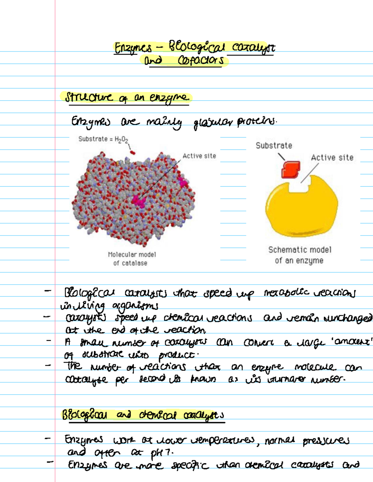 Enzymes and Cofactors: Structure and Function in Biological Catalysis ...