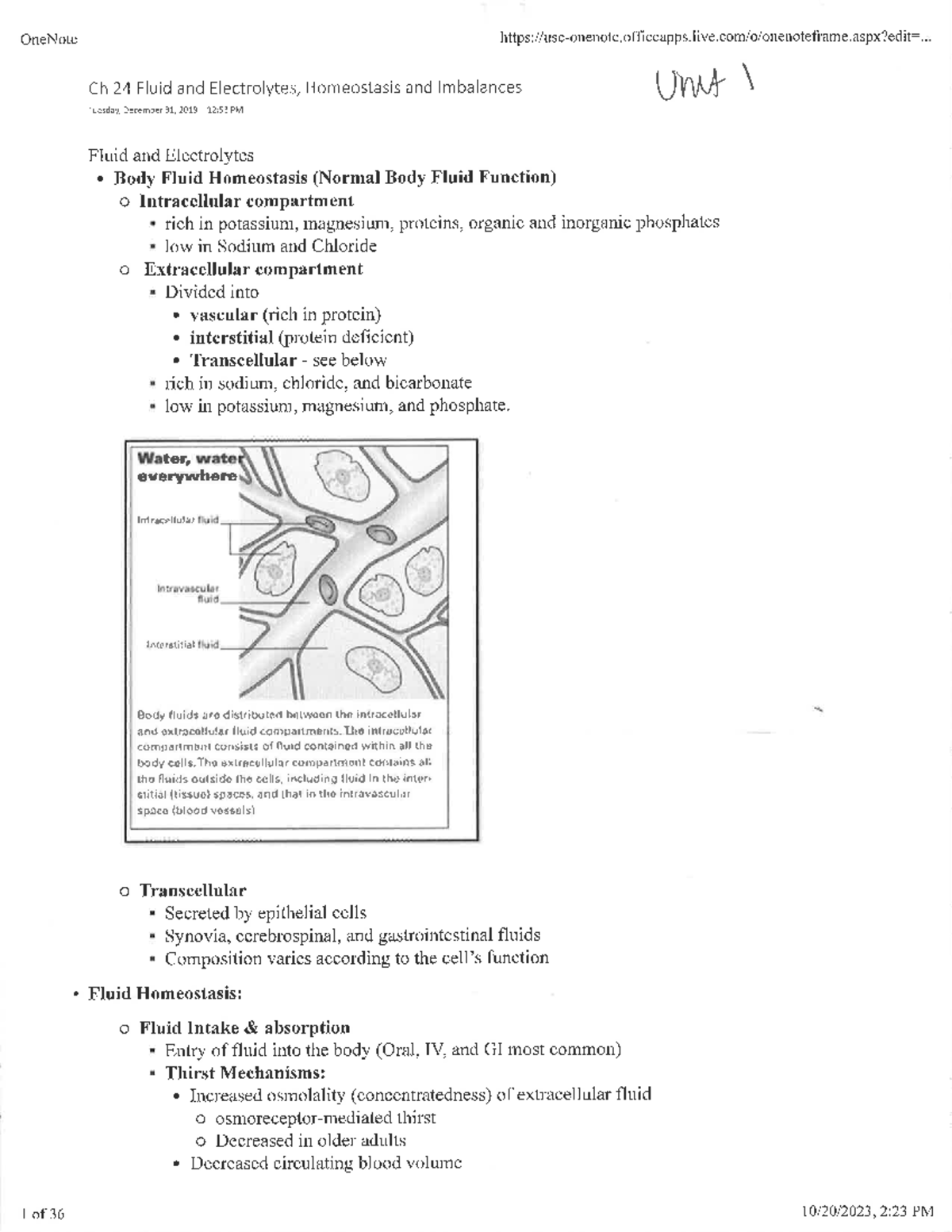 OneNote Chapter 24: Fluid and Electrolytes Homeostasis & Imbalances ...