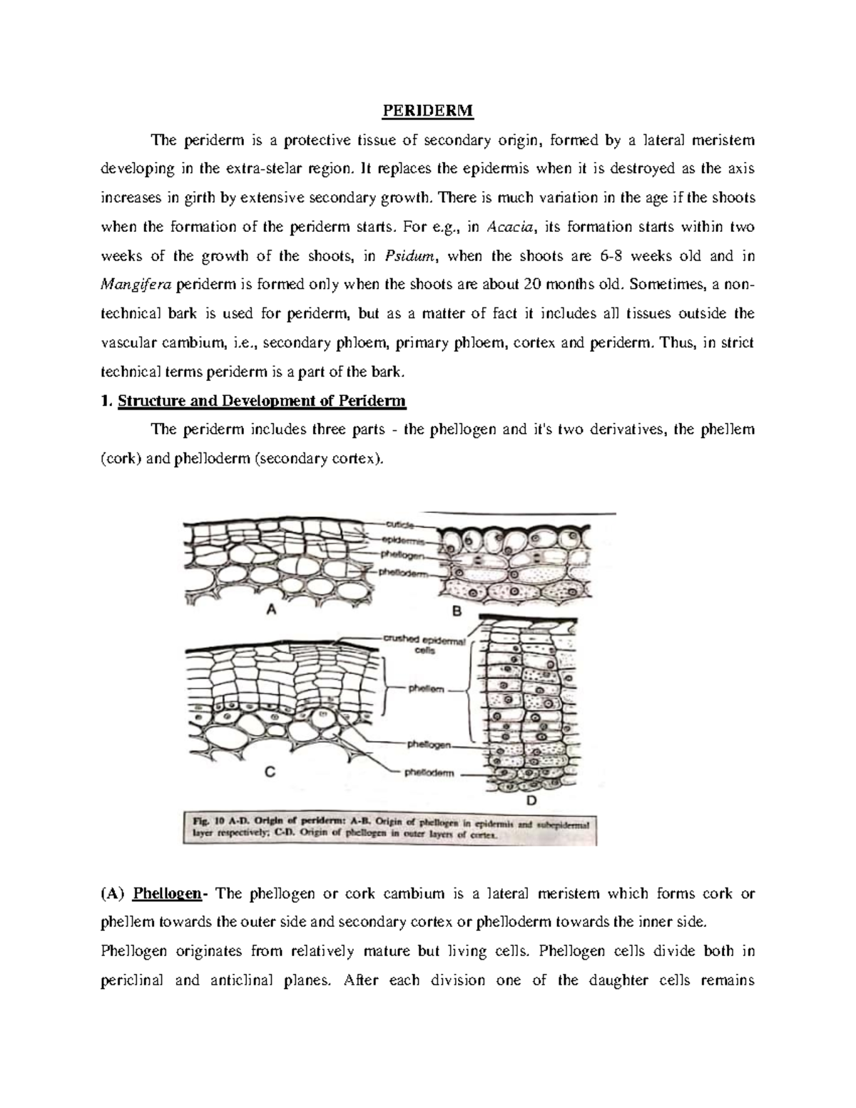 Periderm and Rhytidome: Structure, Development, and Function - Studocu