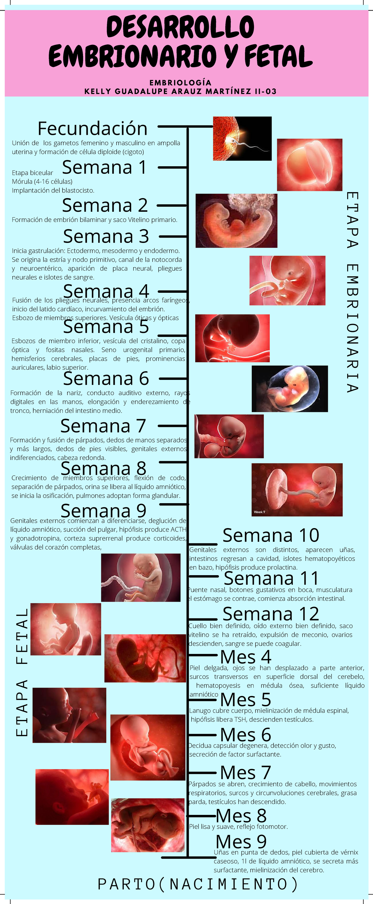 Desarrollo Embrionario y Fetal: Resumen Completo de Embriología - Document Preview