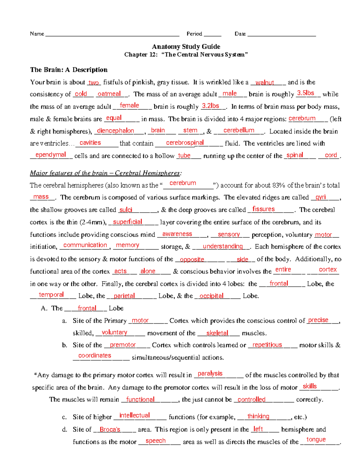 Anatomy Study Guide: Chapter 12 - The Central Nervous System - Name ...
