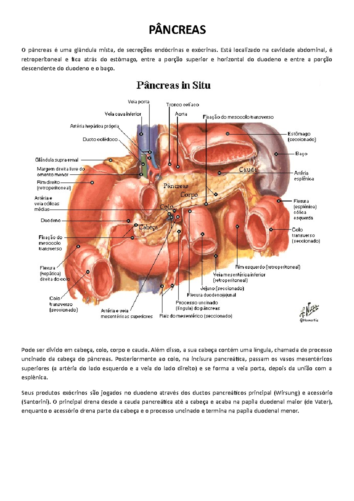 Anatomia II - 13 Pâncreas - PÂNCREAS O pâncreas é uma glândula mista ...