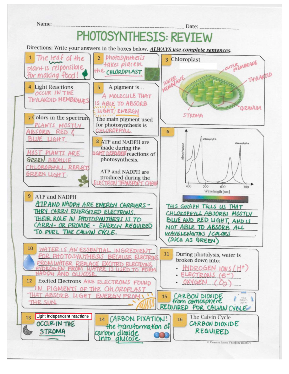 Photosynthesis Task Cards: Key Concepts and Activities - Studocu