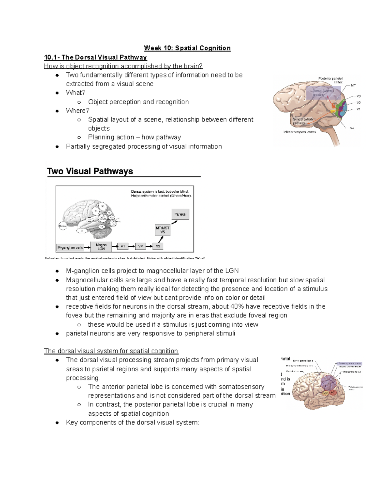 Week 10: Spatial Cognition and the Dorsal Visual Pathway Insights - Studocu