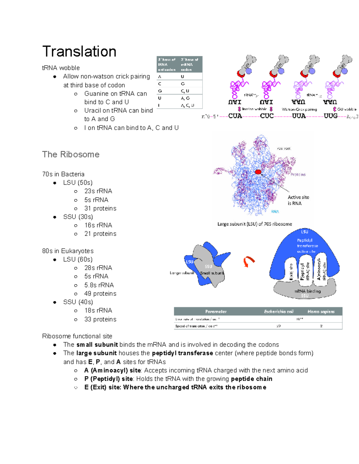 Translation - Lecture notes (15) on tRNA wobble and ribosome function ...