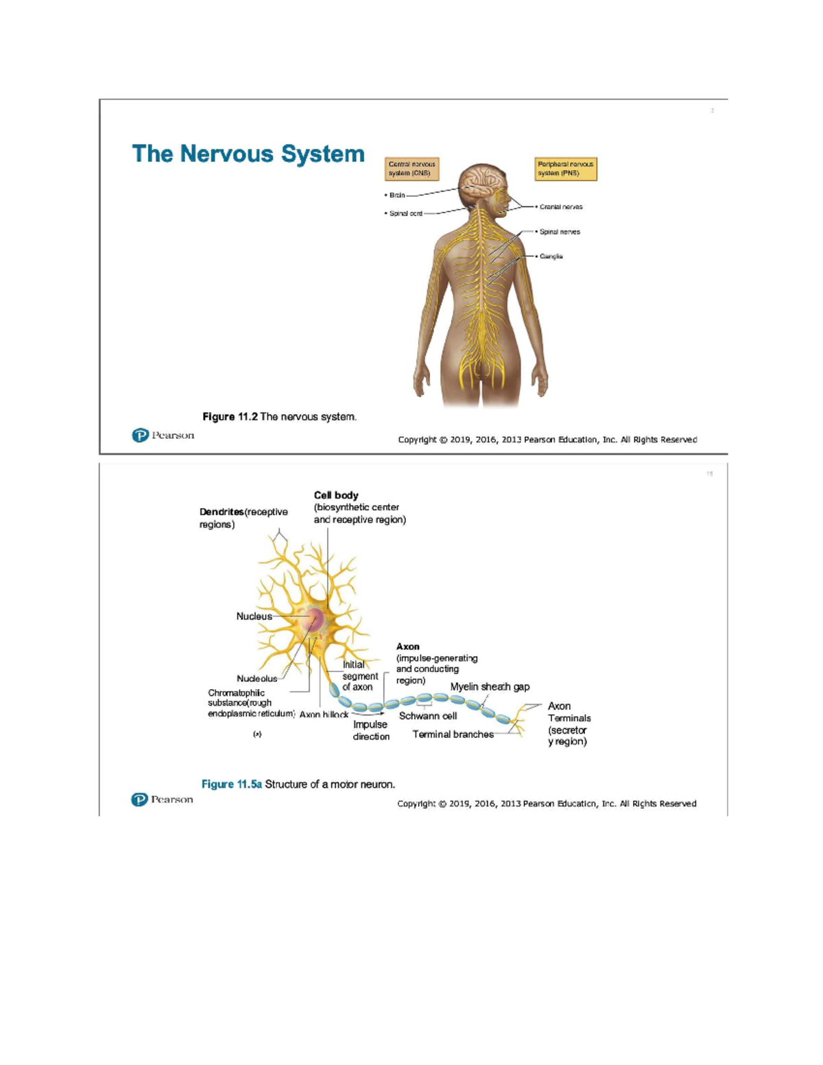Neuroanatomy Visuals: Nervous System Structures and Functions (MED 101 ...
