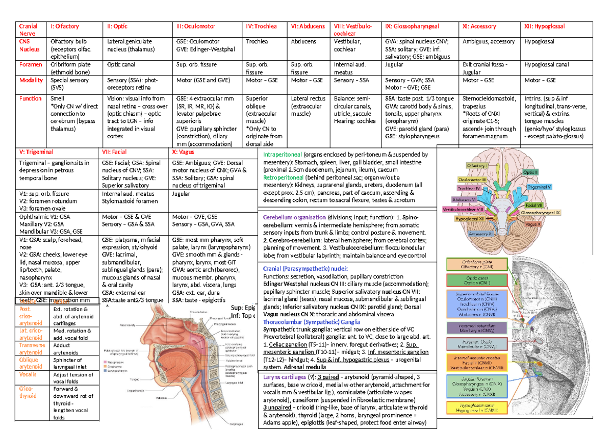 CNS 101: End of Semester Exam Cheat Sheet on Cranial Nerves - Studocu