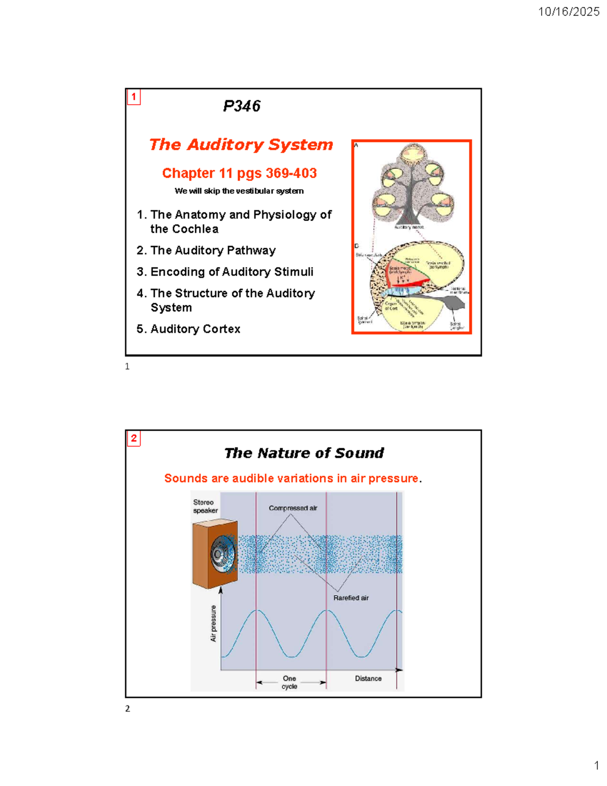 P346 Chapter 11: The Auditory System Overview - Studocu