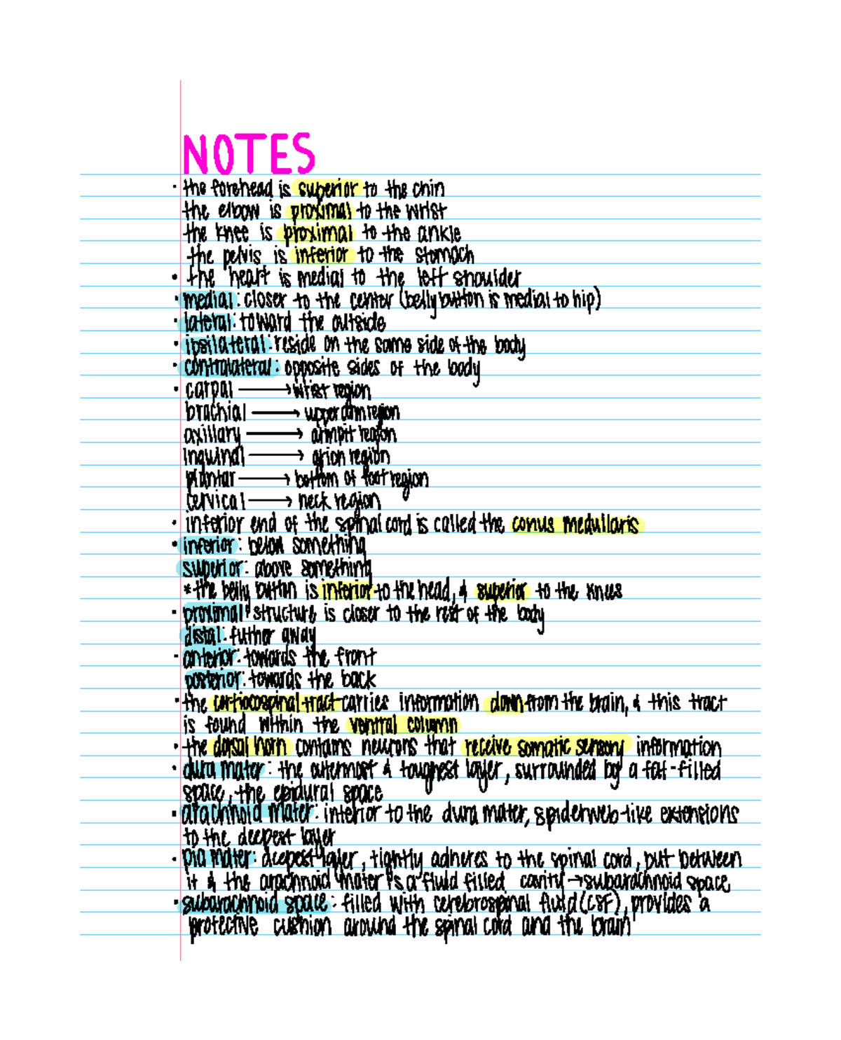BIOL252 Anatomy Lab Notes: Key Terminology and Concepts - Studocu