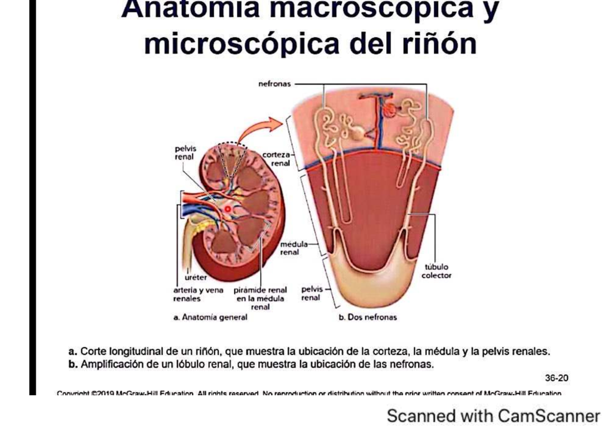 Anatomía del Riñón y Formación de Orina - Sistema Urinario UP98 - Studocu