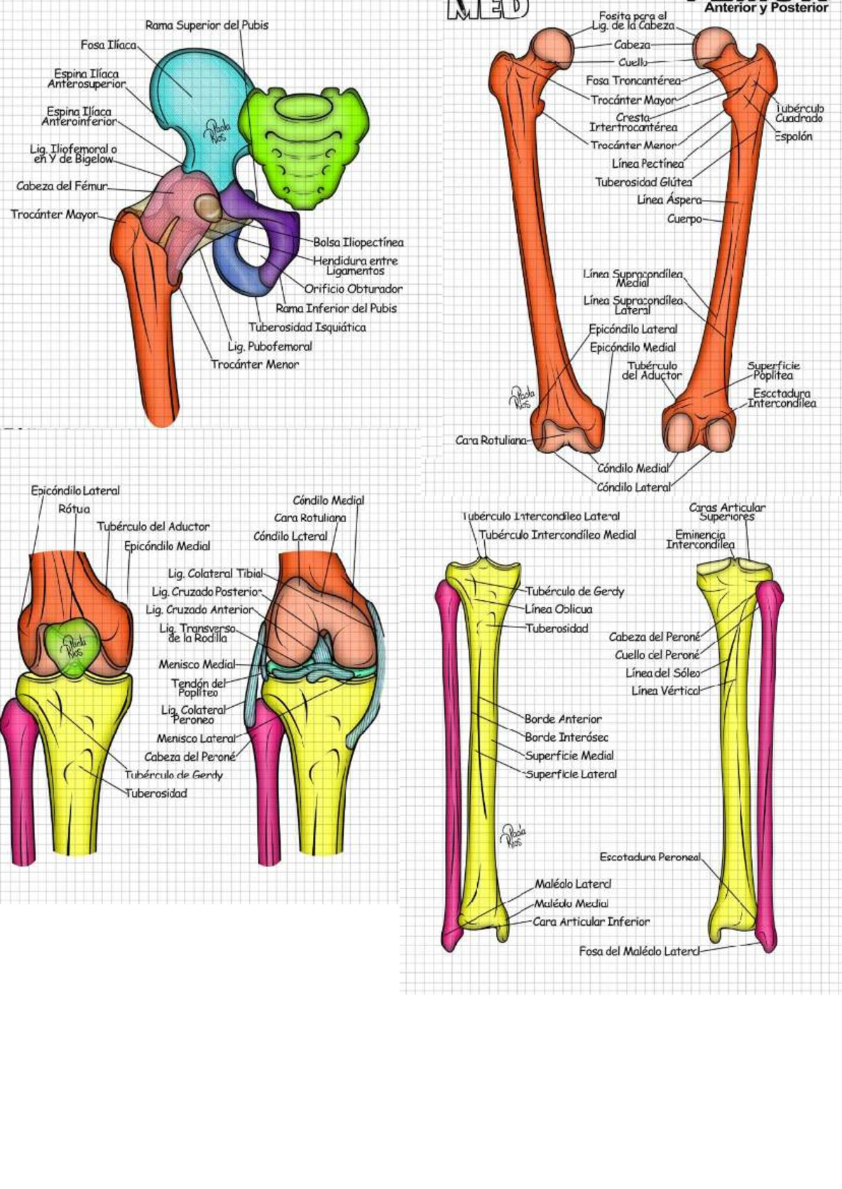 Pelvis masculina : anatomía normal | e-Anatomy, image size:1200x1694