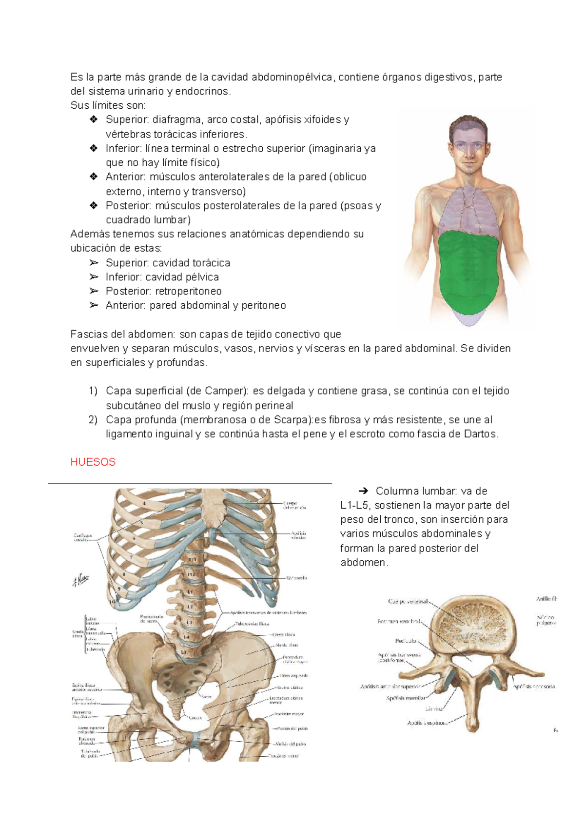 Apuntes sobre la Anatomía del Abdomen - Curso ANAT 101 - Studocu