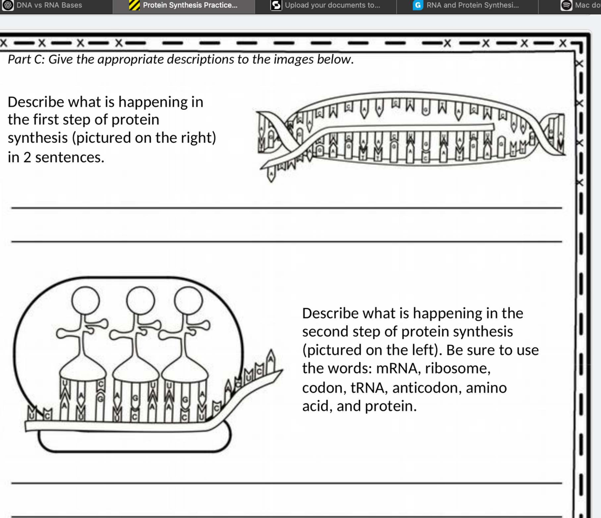 S DNA vs RNA Bases: Protein Synthesis Practice Exercise - Studocu