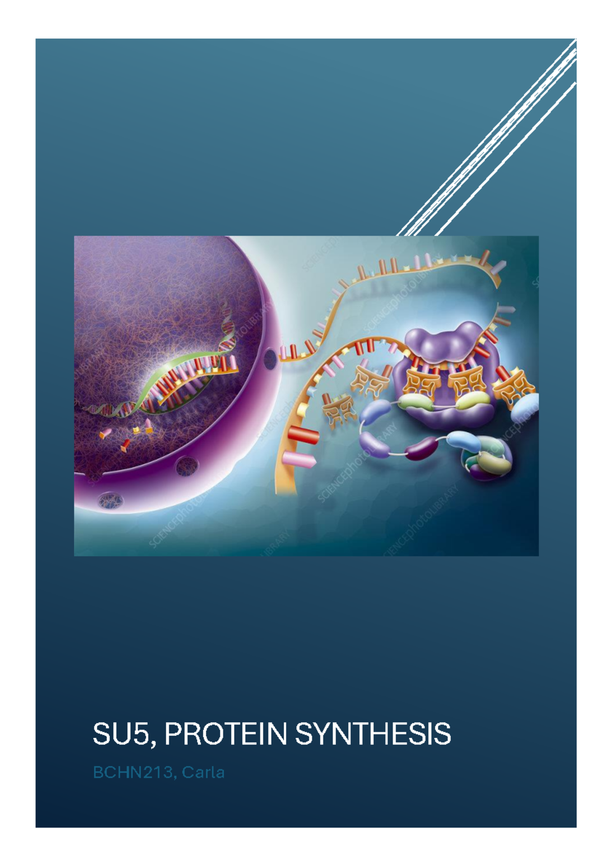 SU5, BCHN213 Protein Synthesis Overview and Key Concepts - Studocu