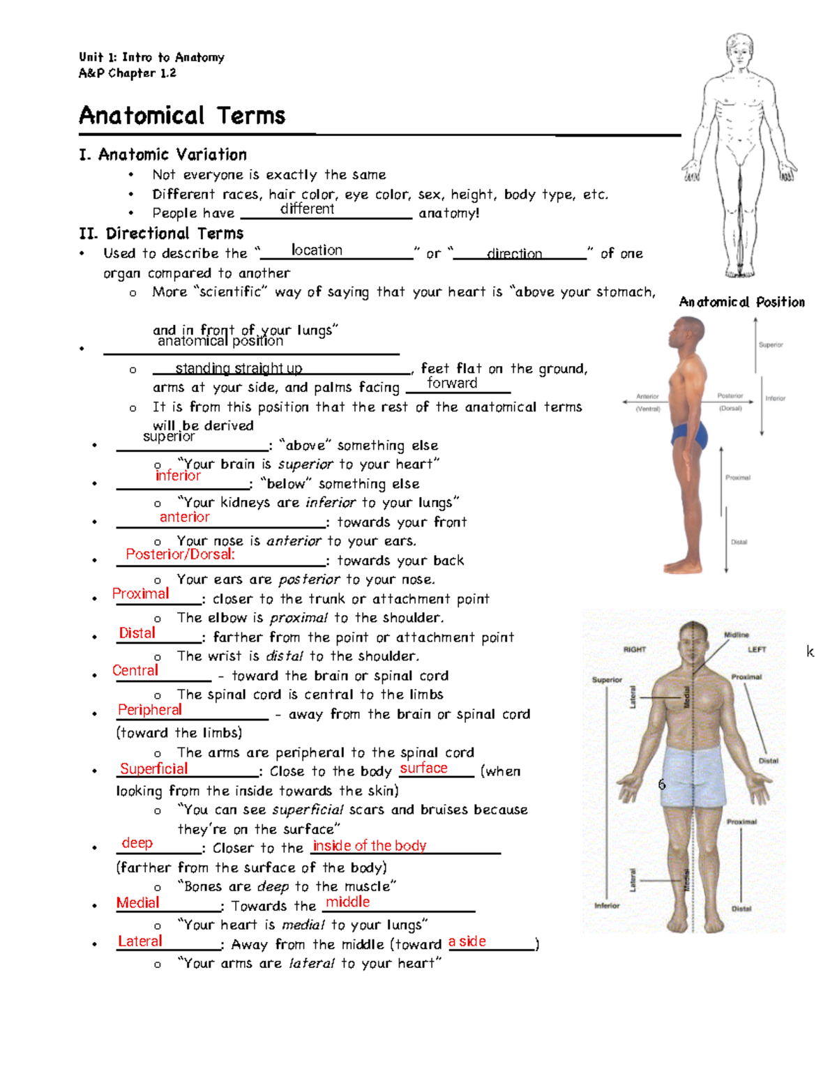 A&P 101 - Anatomical Terms Guided Notes for Chapter 1 - Studocu