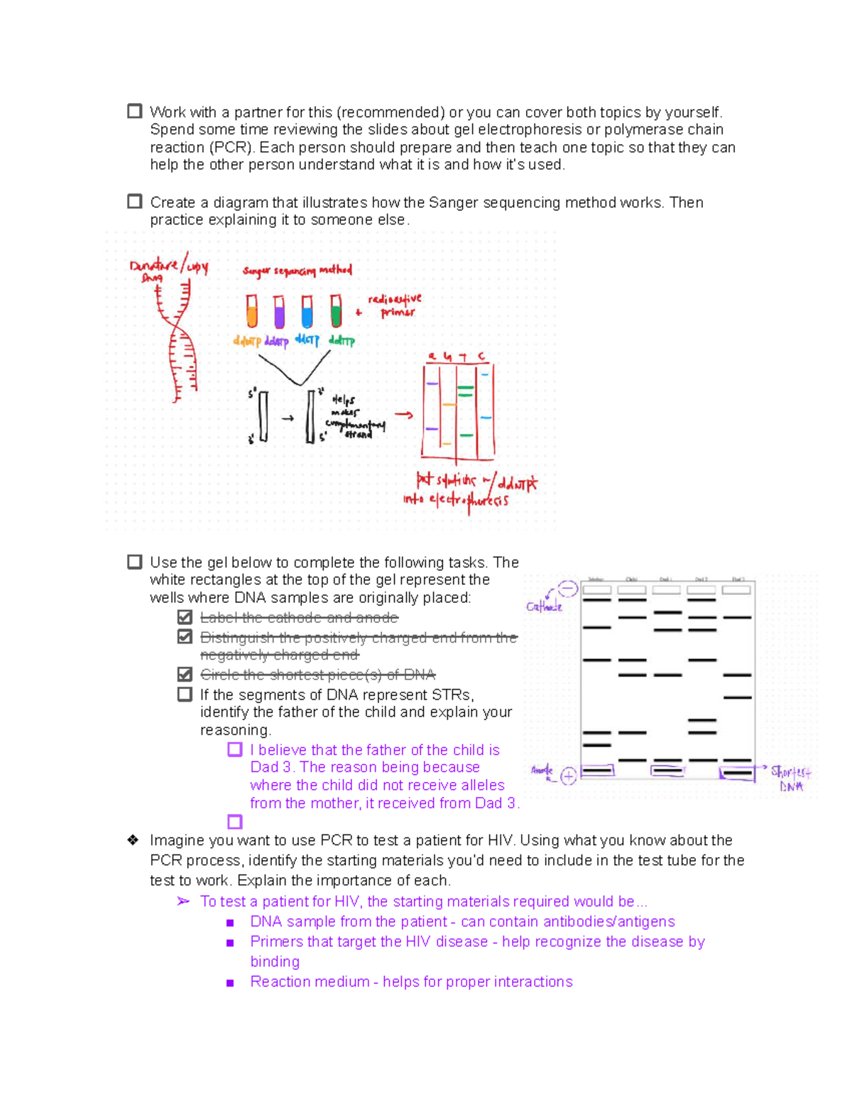 PCR and Gel Electrophoresis Lesson Plan - Studocu
