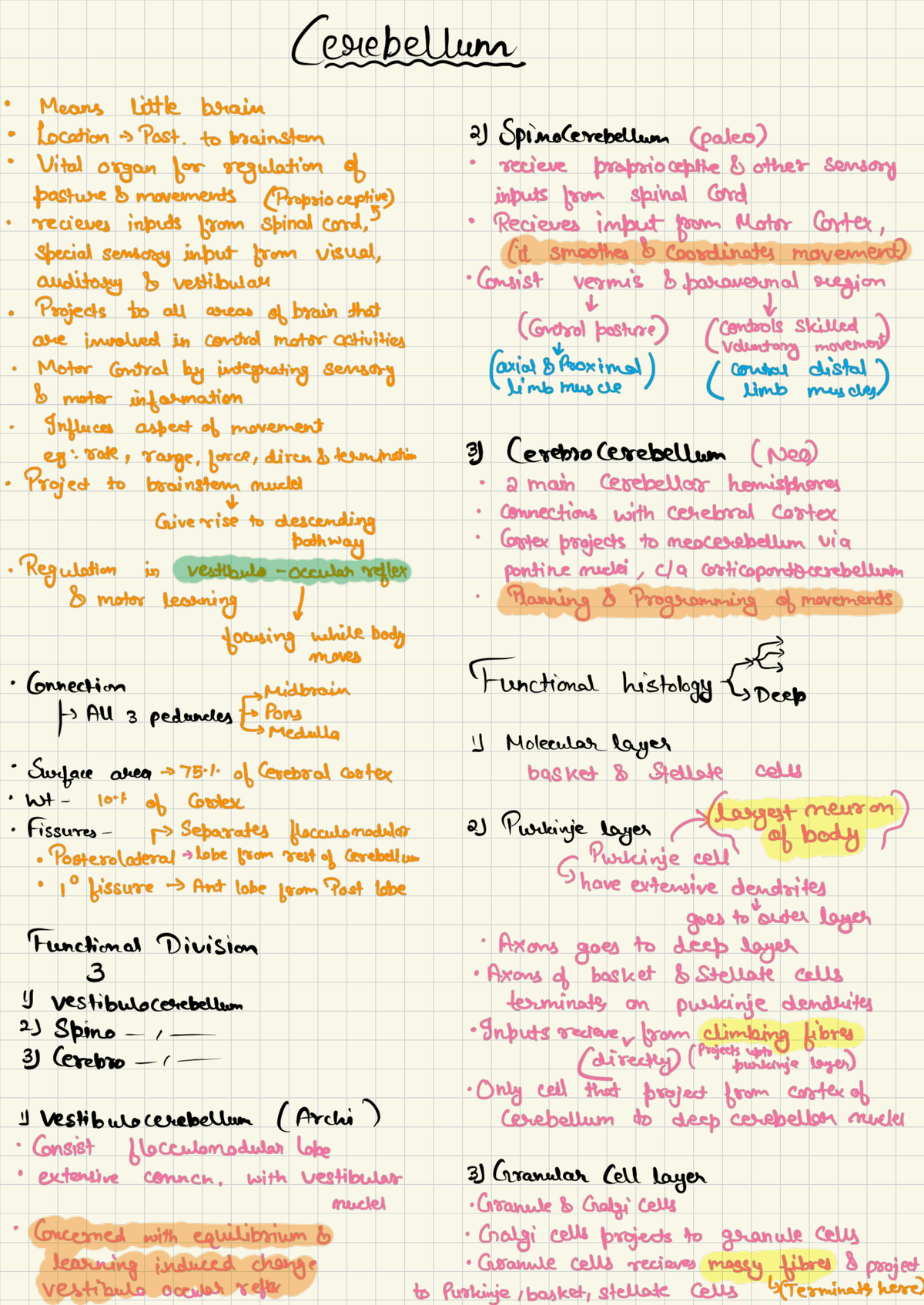 Cerebellum - Physiology Overview and Functional Insights - Studocu