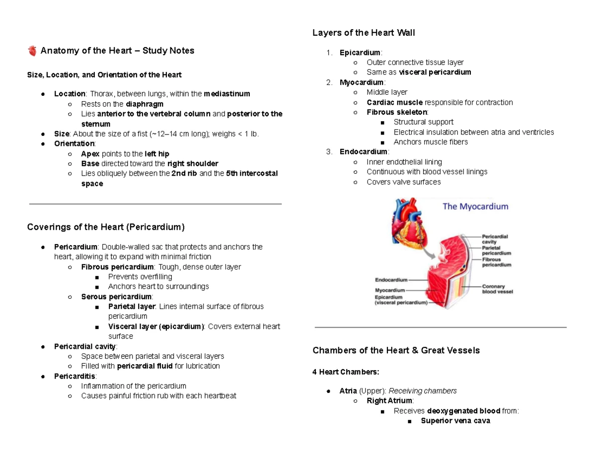 Muscular System Lecture Notes - NL for 1st Year Nursing Students - Studocu