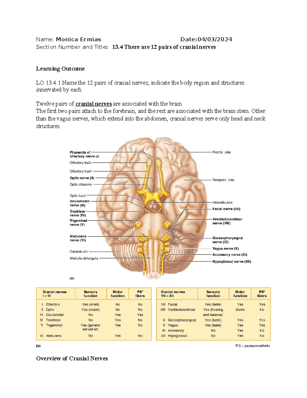 LO 13.4 - Overview of Cranial Nerves for E-learning - Studocu