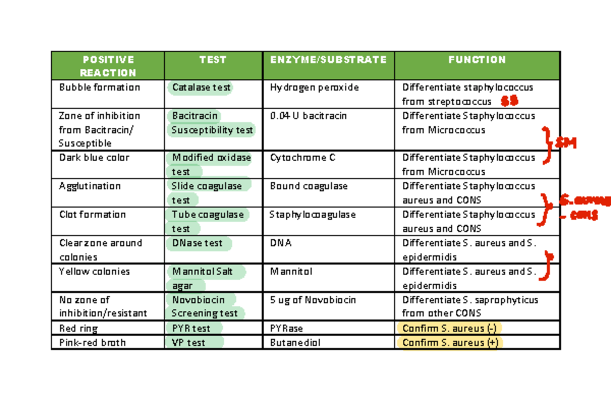 POSITIVE REACTION TESTS FOR STAPHYLOCOCCUS & STREPTOCOCCUS (P2) - Studocu